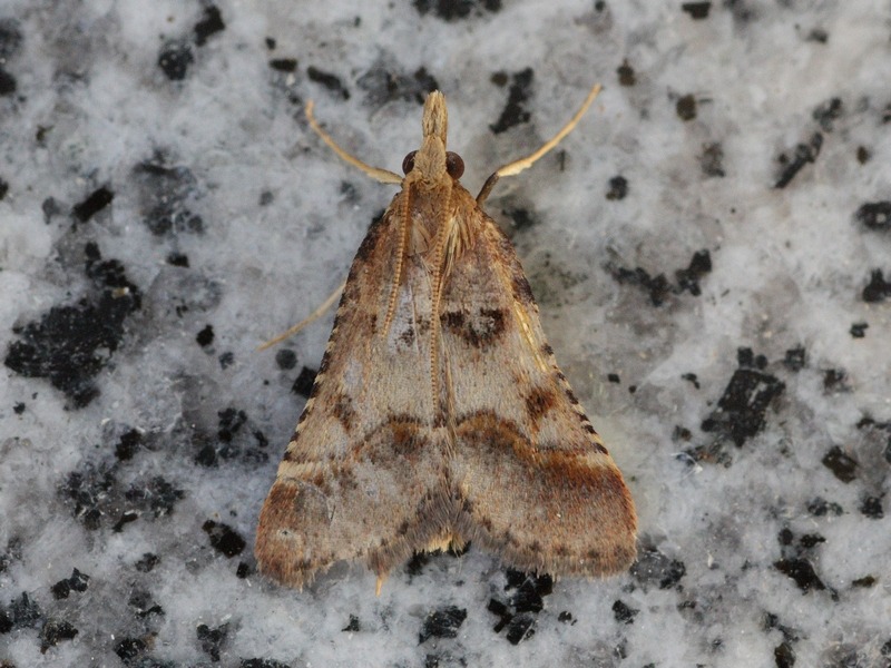 Pyralidae da ID - Stemmatophora brunnealis